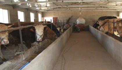 退伍士兵返鄉(xiāng)養(yǎng)牛，撐起村民致富藍(lán)天