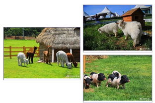 6.18比墾丁更美 歐式牧場里，體驗大連版《向往的生活》與家畜飼養之樂