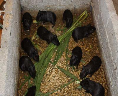 中華黑豚 農民致富新寵，產婦滋補佳品