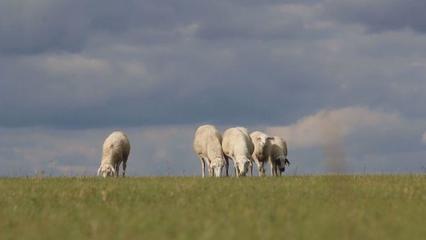 草原上的黨課 內蒙古“聽黨話、感黨恩、跟黨走”宣傳教育走進鄂溫克家畜飼養一線