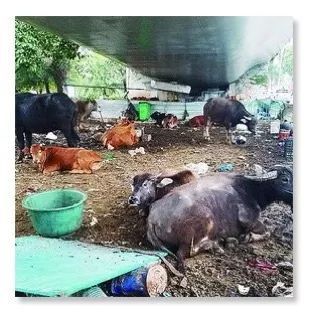 公路新功能？探索路面與圍欄外的畜牧可能