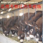 肉?？茖W飼養管理技術要點解析